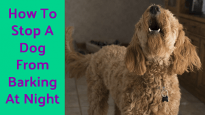 dog_barking_control_devices_how_to_stop_a_dog_from_barking_at_night