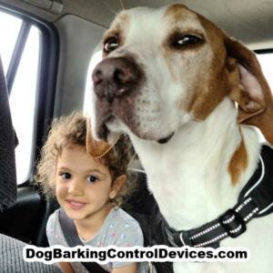eli_dog_barking_control_devices_owners_rescue_english_pointer