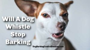 Will_A_Dog_Whistle_Stop_Barking_The_Answer_May_Surprise_You_Dog_Barking_Control_Anti_Barking_Devices